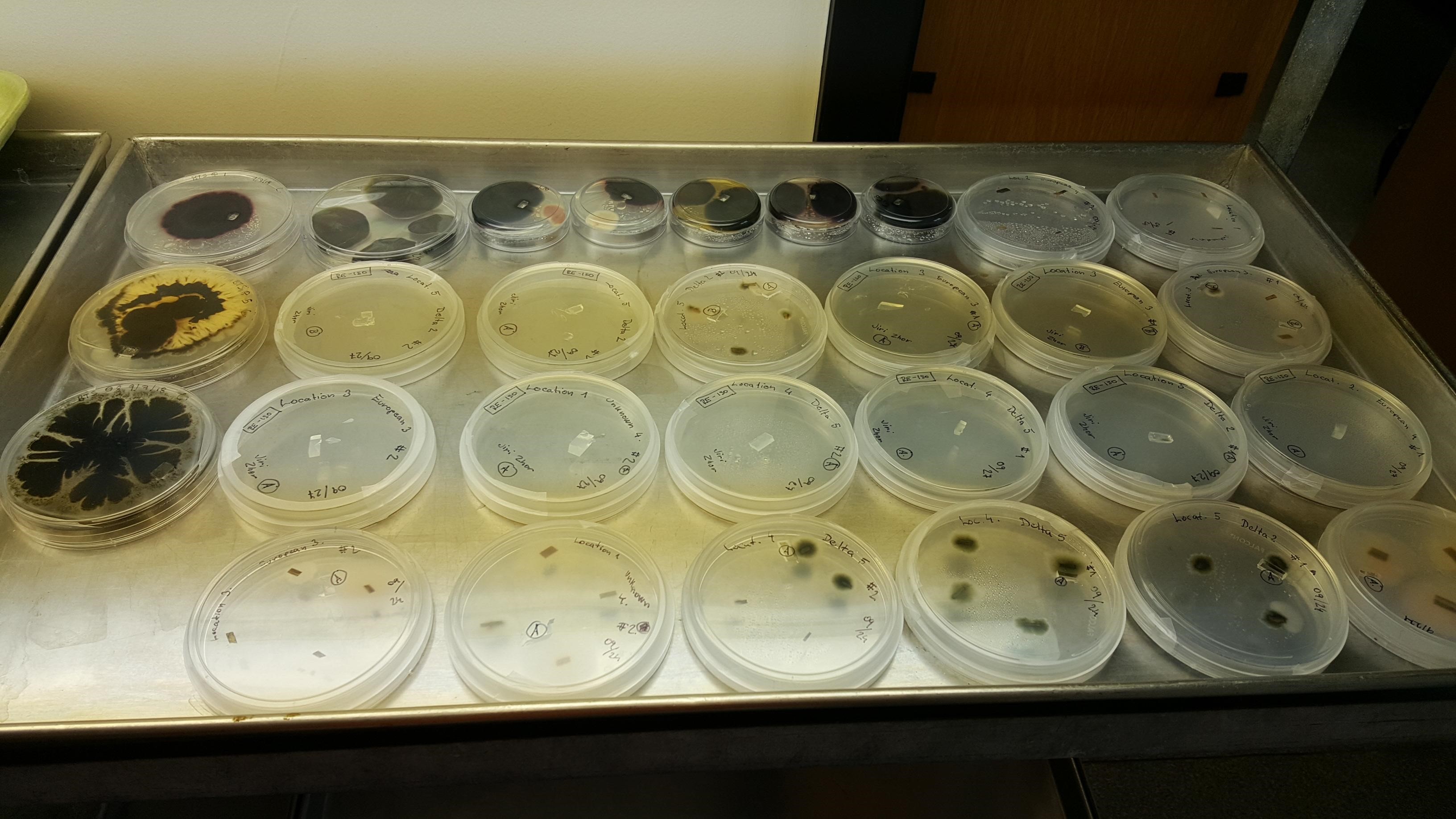 Cultures of microbes collected from roseau canejpg